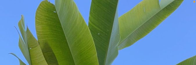 softkiuttt's profile banner image