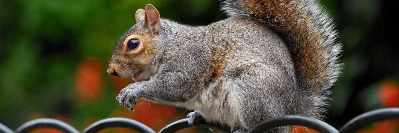 squirrel_daddy's profile banner image