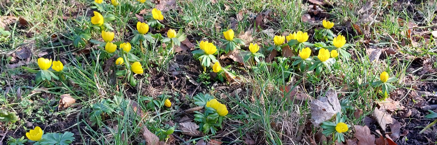 Tania Andersen @taniaandersen.bsky.social banner