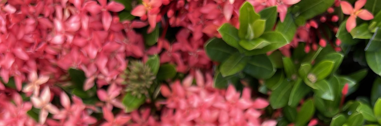 IleanneC09's profile banner image