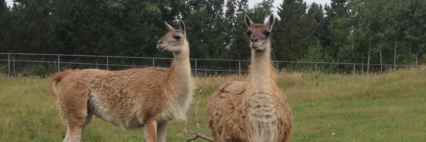 llamaface19's profile banner image