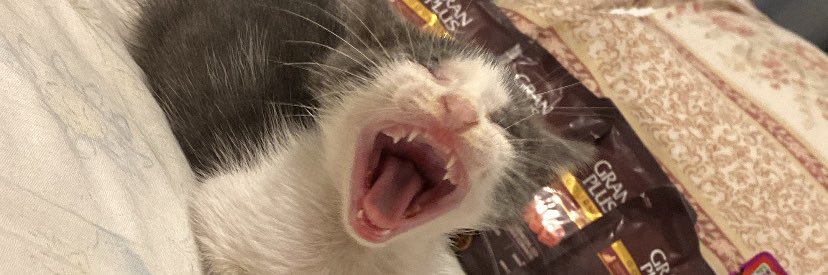gezisz's profile banner image