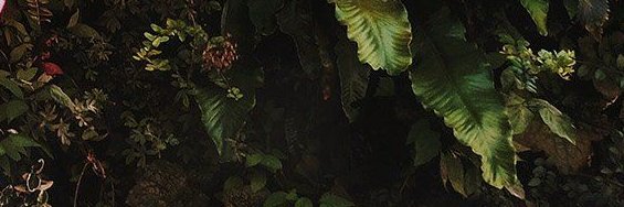 sarashiver's profile banner image