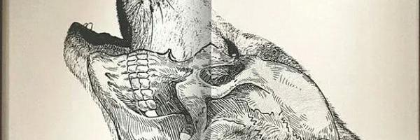 fizducus's profile banner image