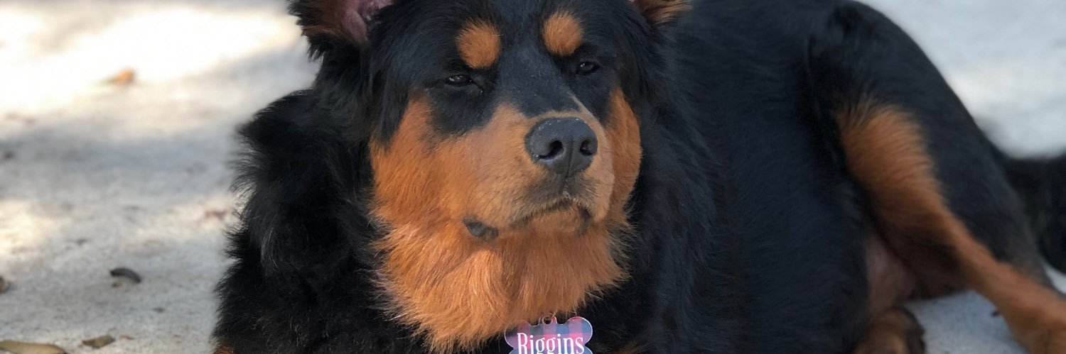 CodySteward's profile banner image