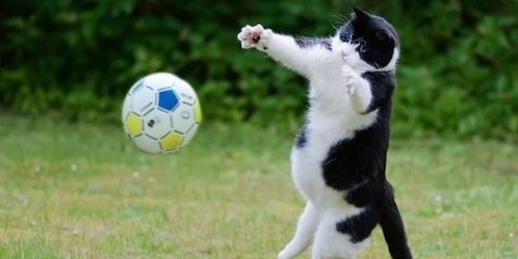 ItsChetTheCat's profile banner image
