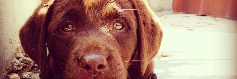 NewLifeK9s's profile banner image
