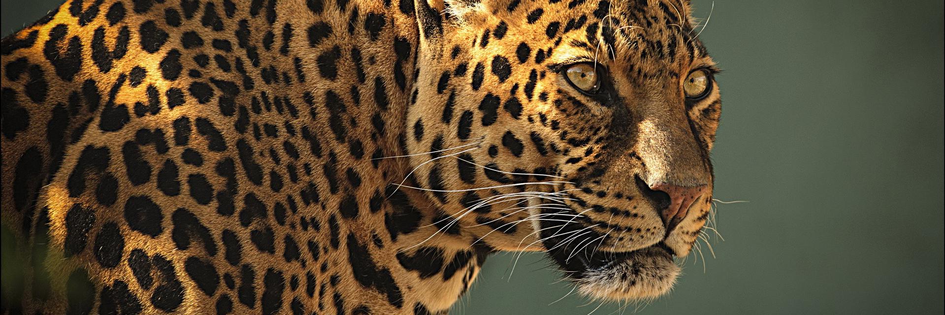 srojas911's profile banner image