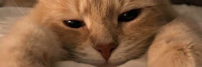 MikoHunto's profile banner image