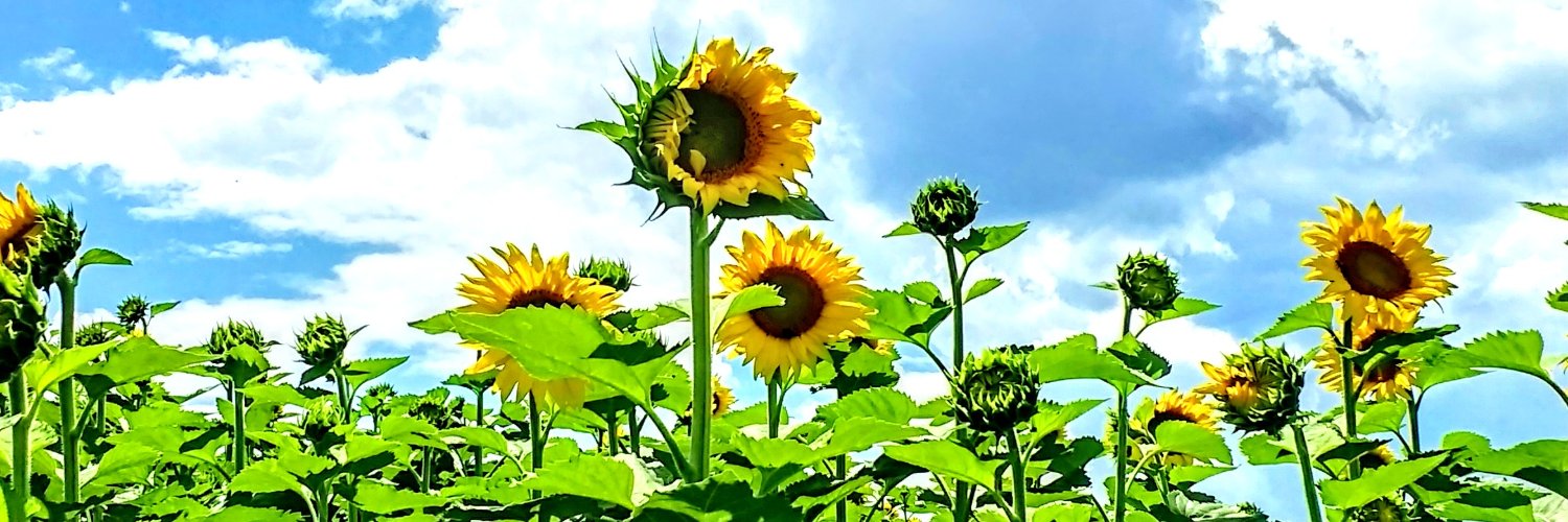 missmertzel's profile banner image