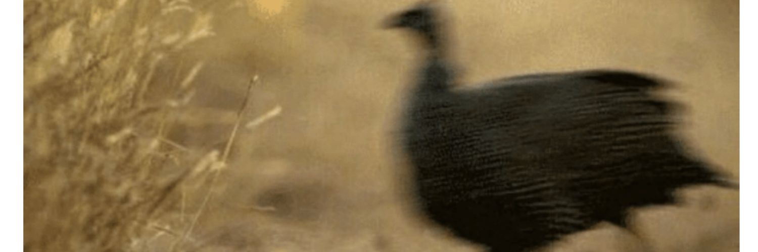 FlowerKooKoo's profile banner image