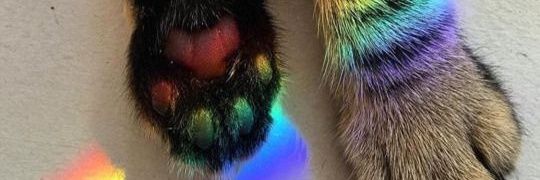 irine_log's profile banner image