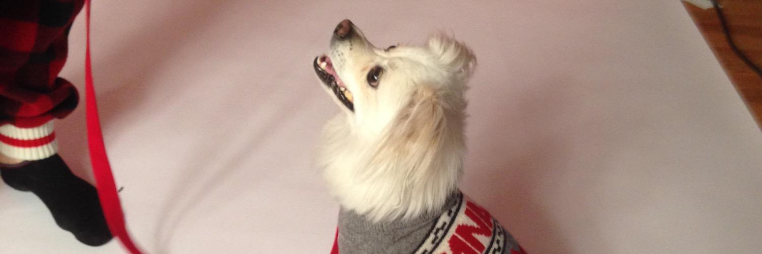 LightningDog's profile banner image