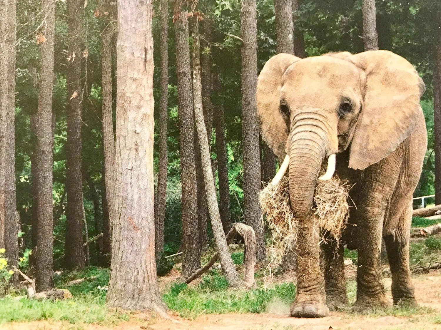 Save Nosey NOW! banner