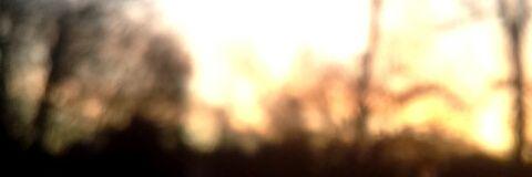 tree_af's profile banner image