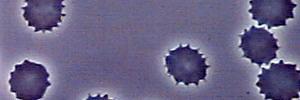 PyruvateKinaseD's profile banner image