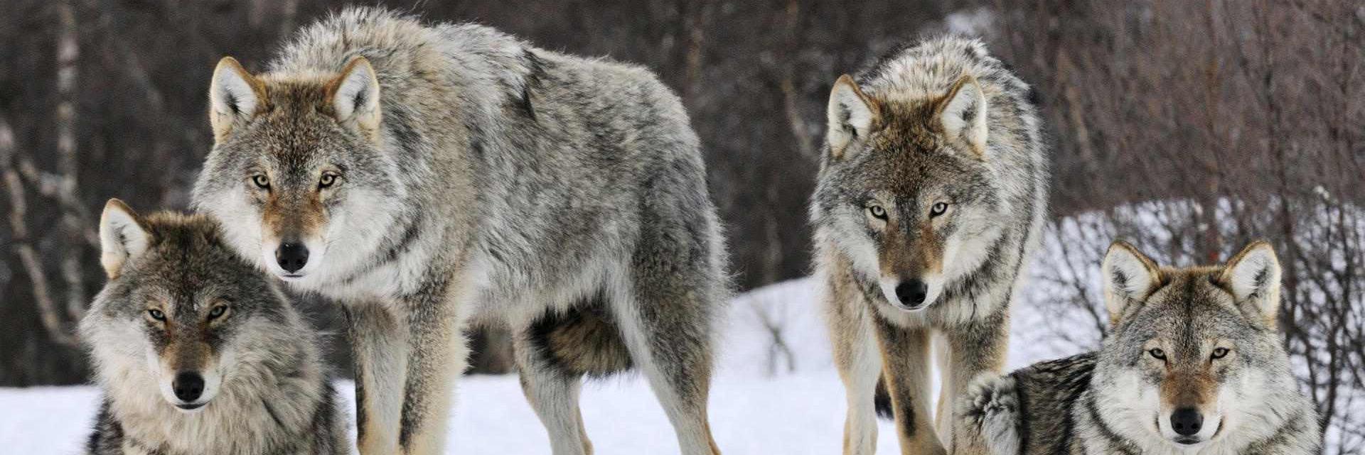 TheWolfMan42's profile banner image