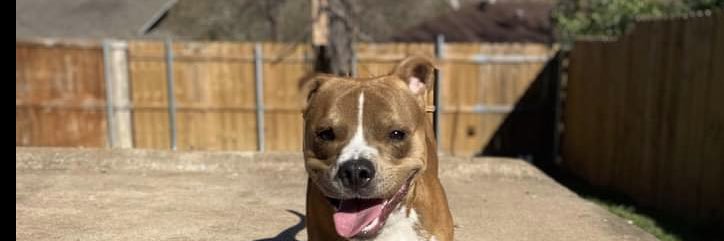 Andrew Jenkins banner