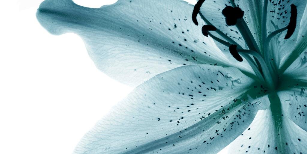 LagaMaka's profile banner image