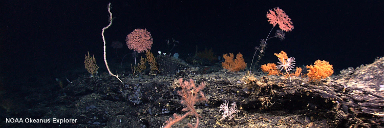 DeepSeaUK's profile banner image