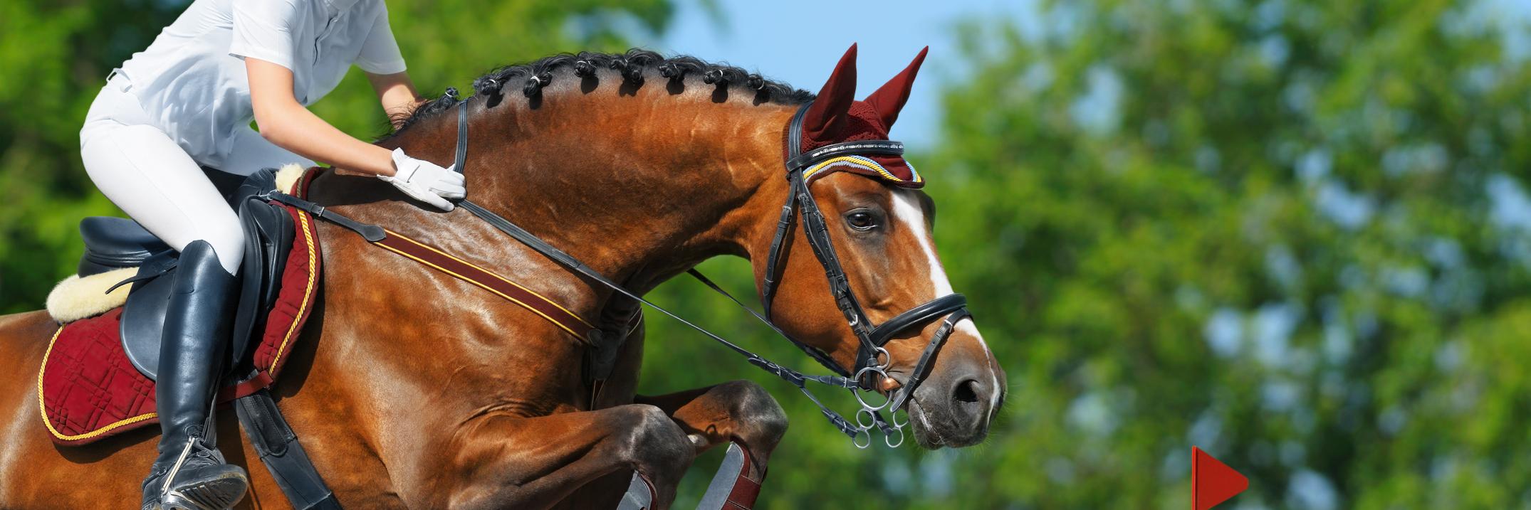 Gilberts Equestrian banner