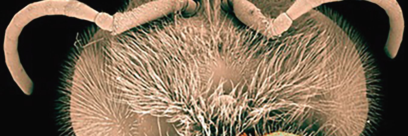 Physiological Entomology banner