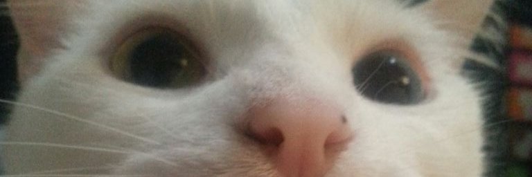 Oni_Dango's profile banner image
