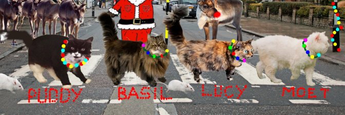 Teddy, Pumpkin Pie & Magic banner