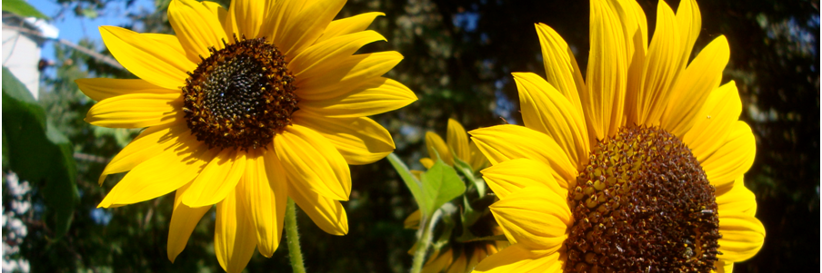 judi_jaygee's profile banner image