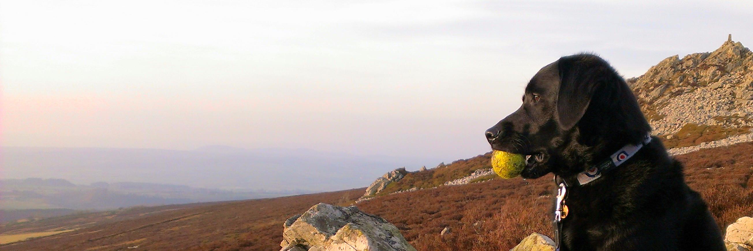 Woof, Wag & Wander banner