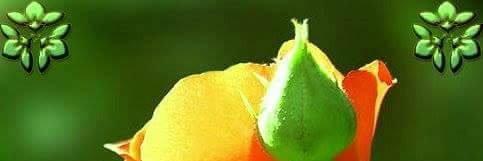 4580470a's profile banner image