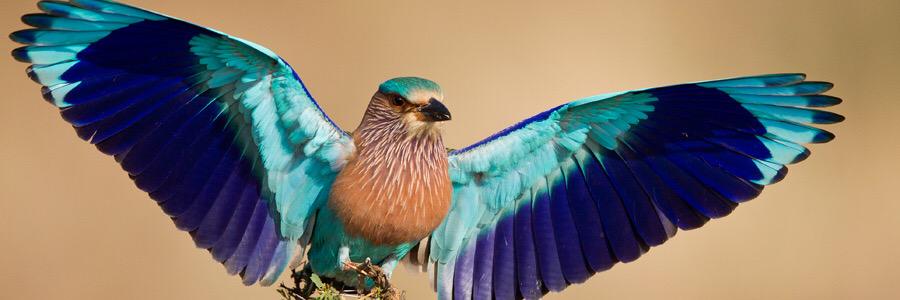 indian_roller's profile banner image