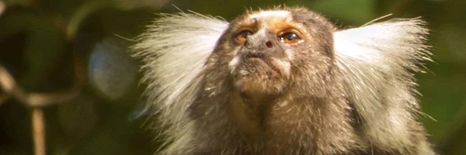 cuzao018's profile banner image