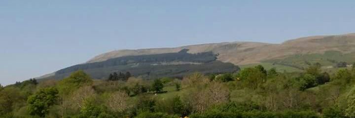 Pauline McMullan banner