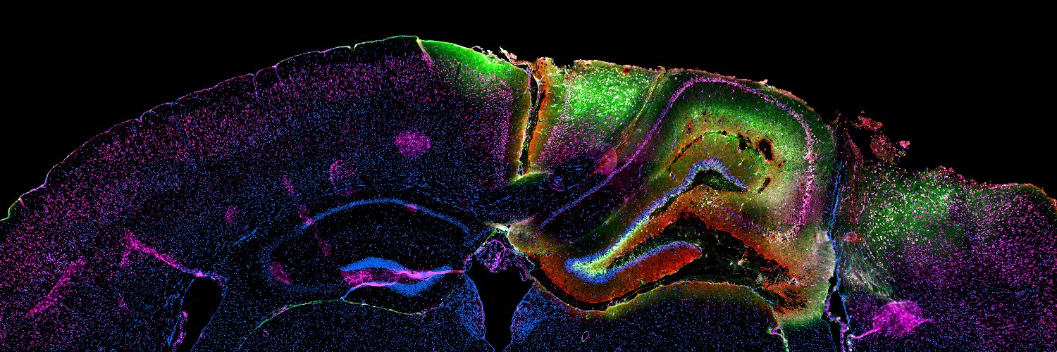 Ester J. Kwon banner