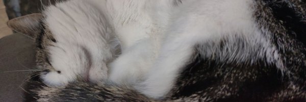 PuschUps Profile Banner