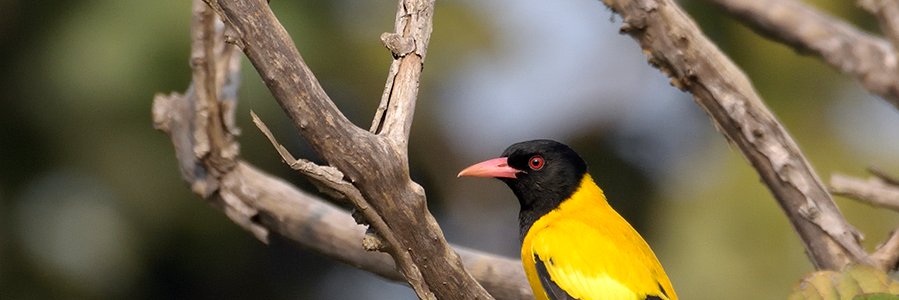 HemanthByatroy's profile banner image