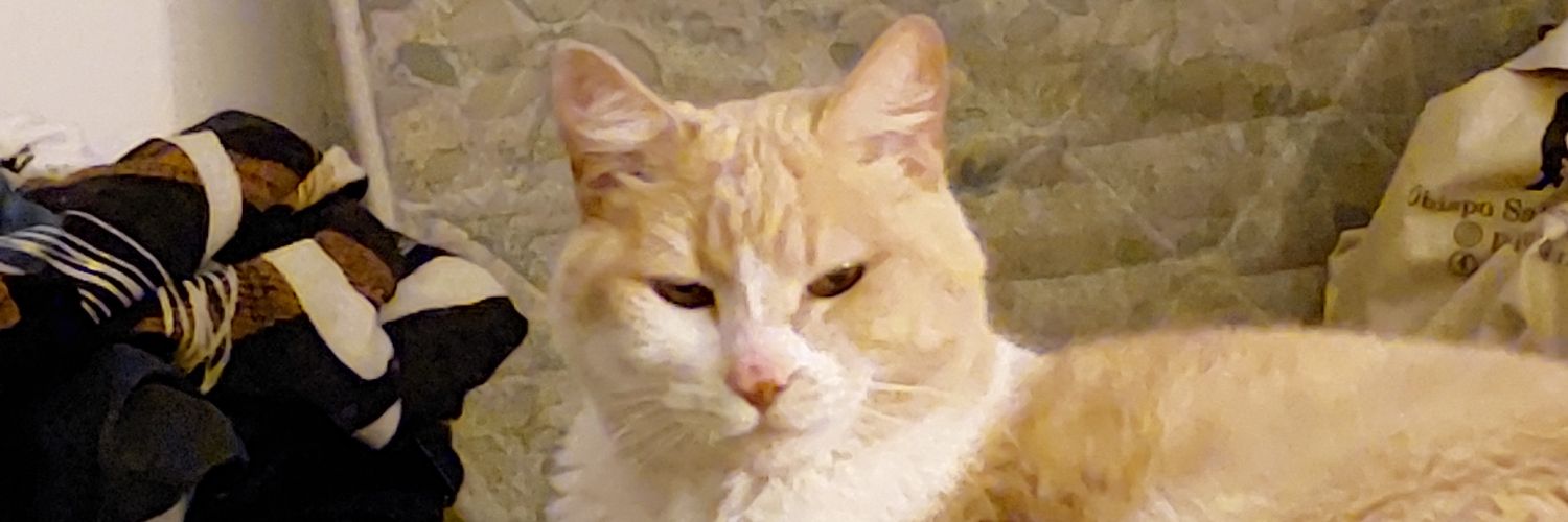 NessCaceres's profile banner image