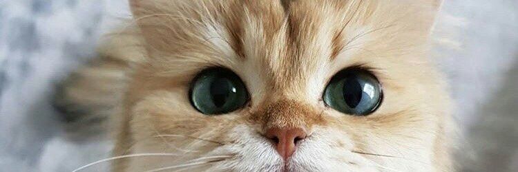 TookHow's profile banner image