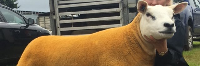 catreed21's profile banner image