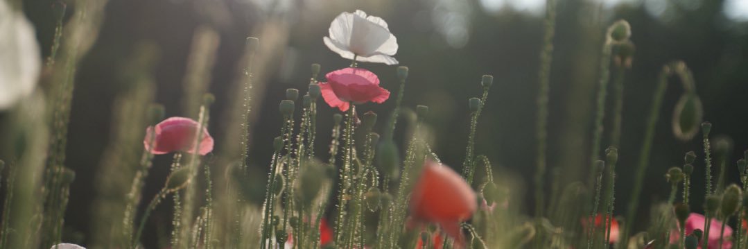 aps1958613's profile banner image