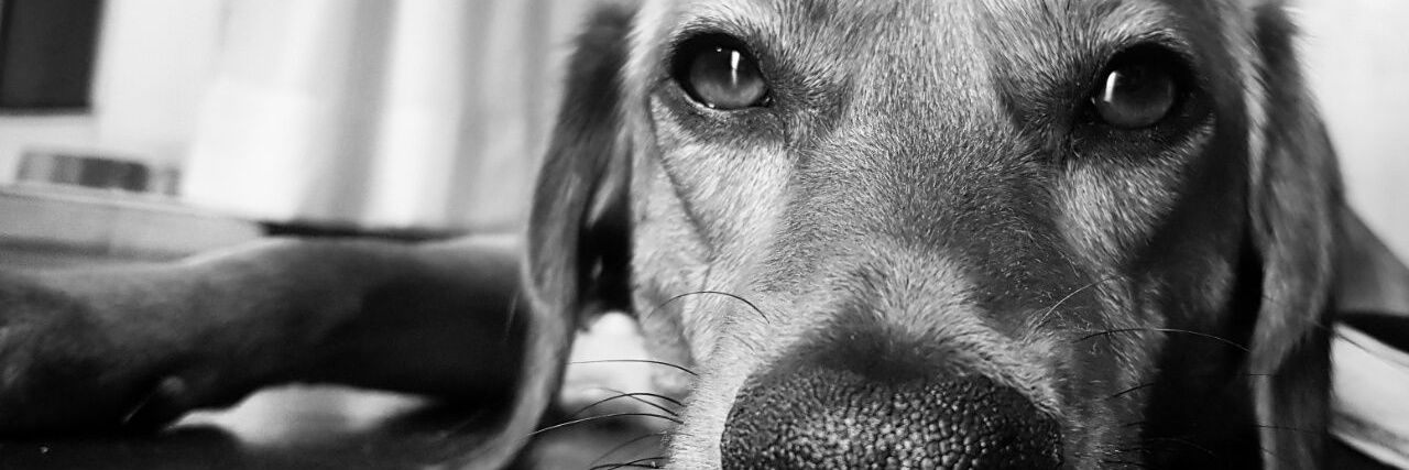 Laura Montini banner