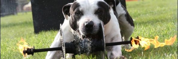 ConquestK9's profile banner image