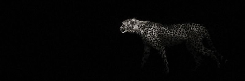 drakarams's profile banner image