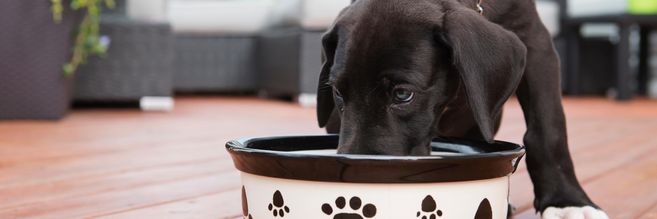 doggysdigest's profile banner image