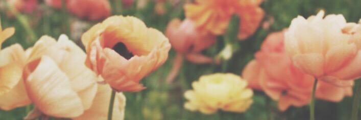 kellycormier's profile banner image