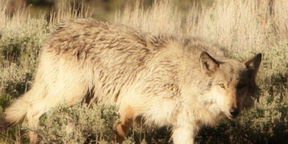 tetonwolf's profile banner image