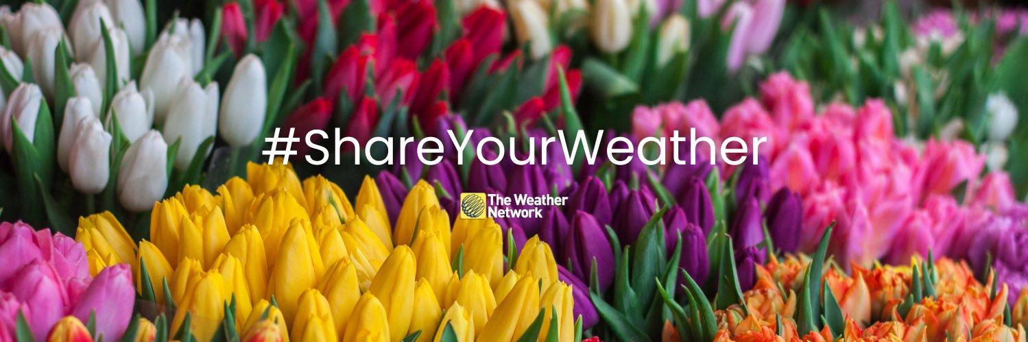 Mia Gordon TWN banner