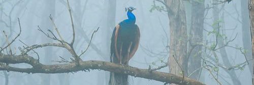ingapeacock's profile banner image