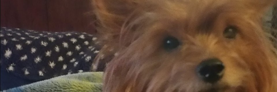 starseed2210's profile banner image